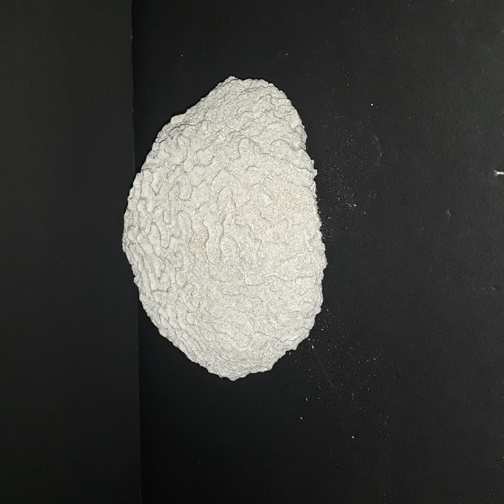 RARE VINTAGE NATURAL BRAIN CORAL SEA SPECIMEN FOSSIL 1.4 OZ - Picture 3 of 6